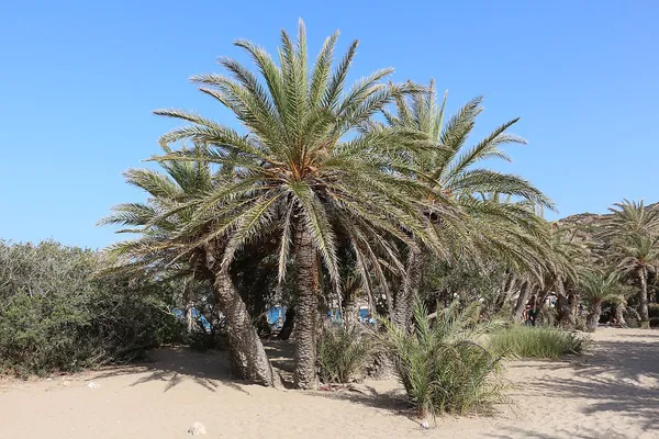 Vai Palm Beach Crete — visit by rental car from Heraklion